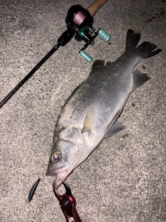 ヒラスズキの釣果