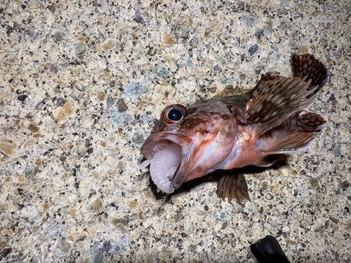 カサゴの釣果