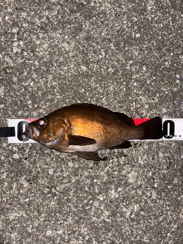 メバルの釣果