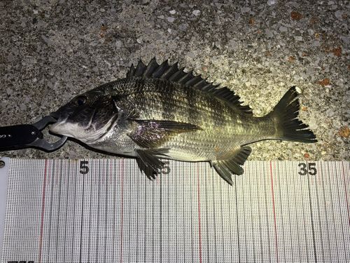 チヌの釣果