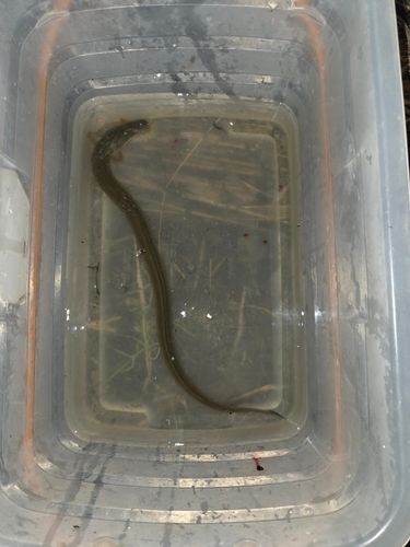 ウナギの釣果