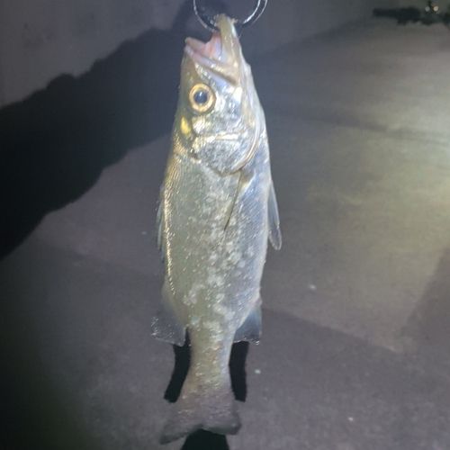 ヒラスズキの釣果