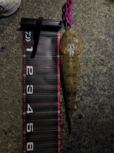 マゴチの釣果