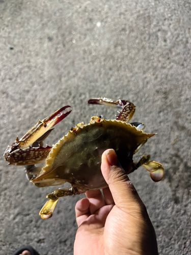 ワタリガニの釣果