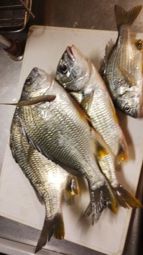 キビレの釣果