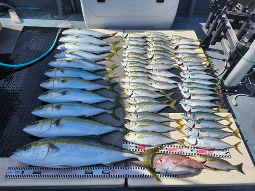 ブリの釣果