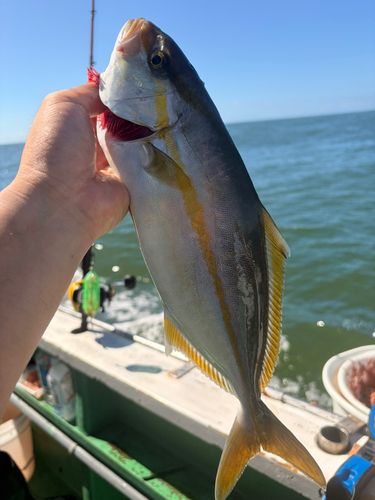 カンパチの釣果