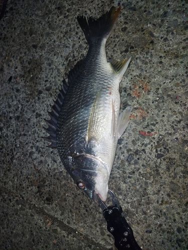 キビレの釣果