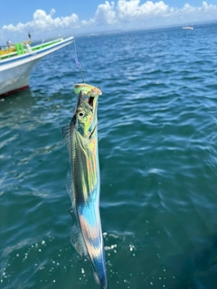 タチウオの釣果