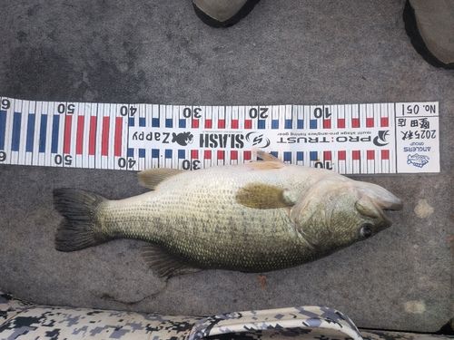 ブラックバスの釣果