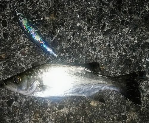 セイゴ（ヒラスズキ）の釣果