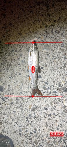 ウグイの釣果