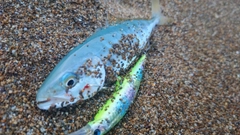 ツバスの釣果
