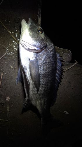 チヌの釣果