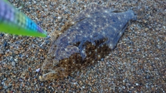 ソゲの釣果