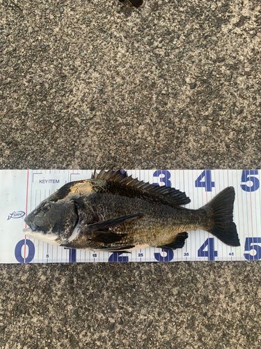 チヌの釣果