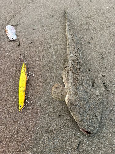 マゴチの釣果