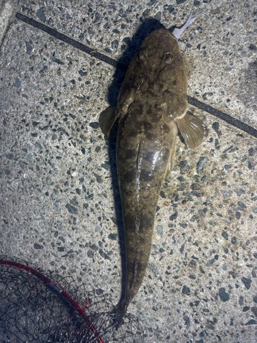 マゴチの釣果