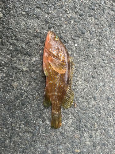 キジハタの釣果