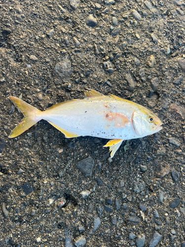 ショゴの釣果
