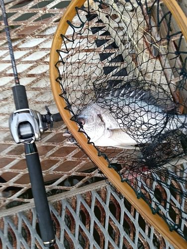 キビレの釣果