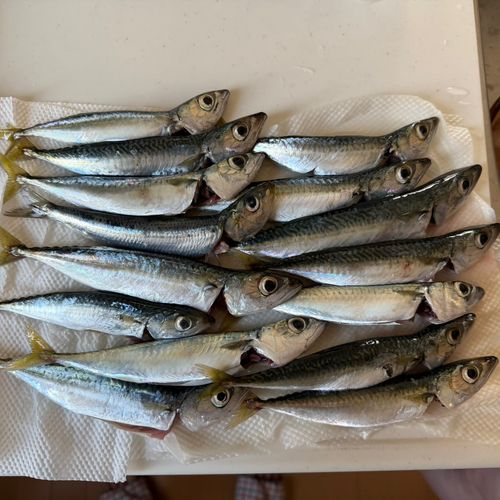 サバの釣果