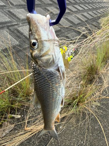 ニゴイの釣果