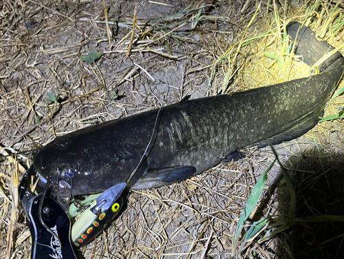ナマズの釣果