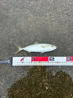 ワカシの釣果