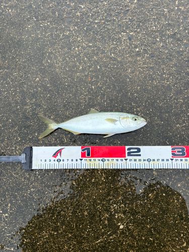 ワカシの釣果