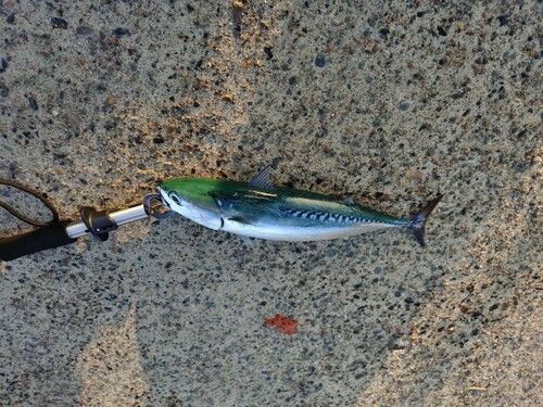ソウダガツオの釣果