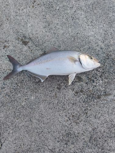ショゴの釣果