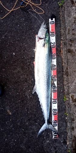 サワラの釣果