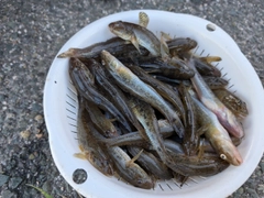 マハゼの釣果