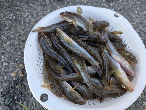 マハゼの釣果