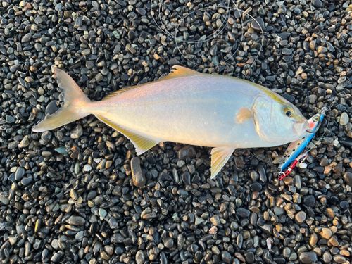 ショゴの釣果