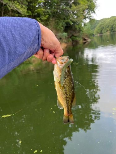 ラージマウスバスの釣果