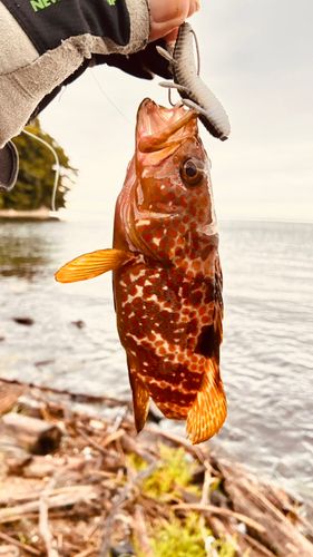 キジハタの釣果