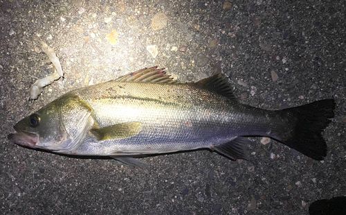 フッコ（ヒラスズキ）の釣果