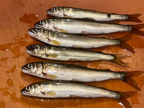 アユの釣果