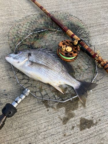 キビレの釣果