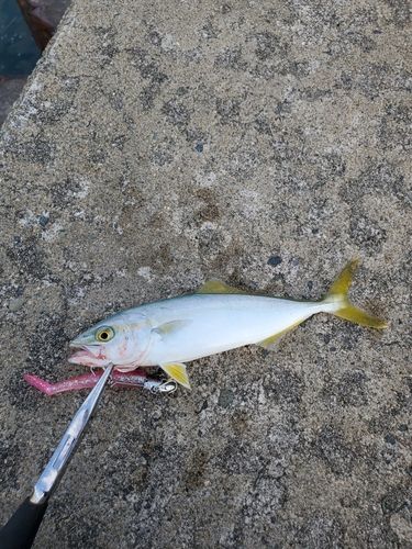 イナダの釣果