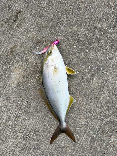 ネリゴの釣果
