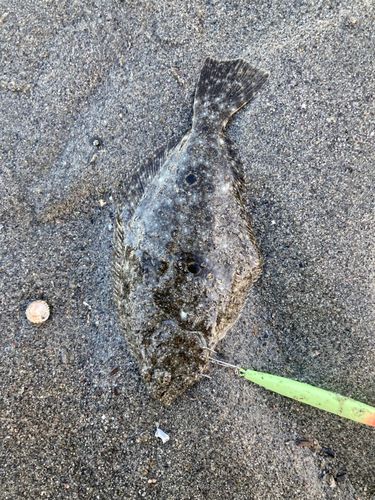 ソゲの釣果