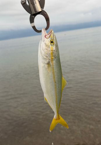 モジャコの釣果
