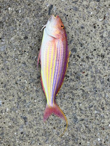 イトヨリダイの釣果