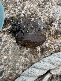 コウイカの釣果