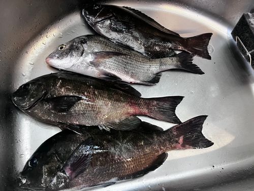 メジナの釣果
