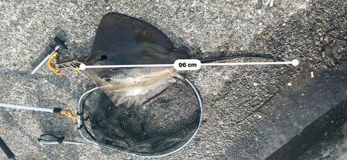 アカエイの釣果