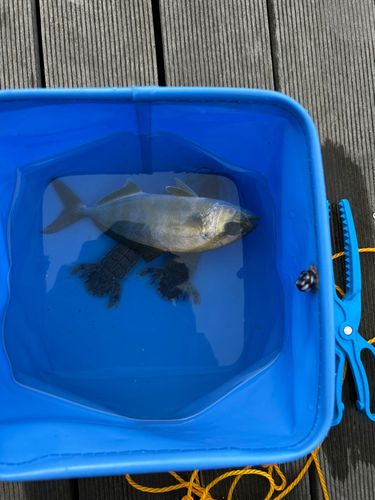釣果